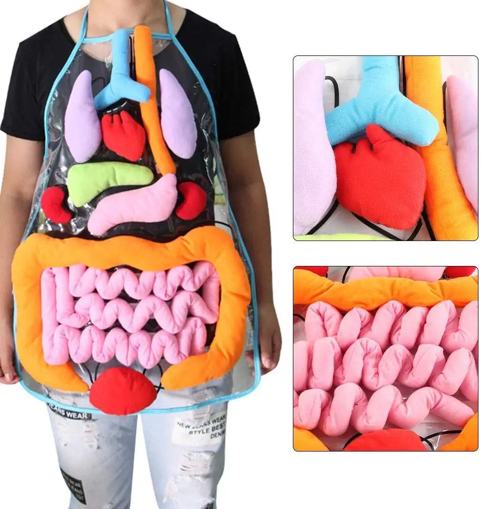 Anatomie-Schürze – Interaktives Lernspielzeug für den menschlichen Körper